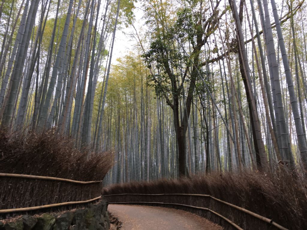 The Arashiyama bamboo forest in Kyoto. There's a brown pavement covered in leaves with towering bamboo on either side of the path.