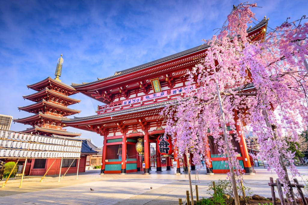 View of Senso-ji temple. one of the top 10 sights in Tokyo. It's a scarlett gate with a red pagoda behind it. A cherry blossom tree is in the foreground