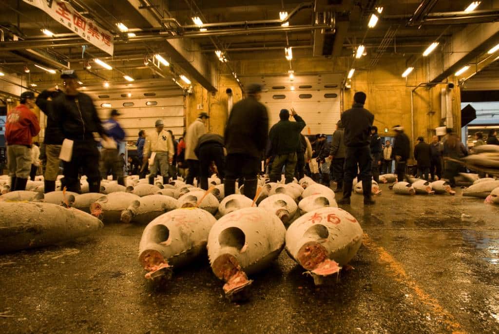 Frozen tuna lie on the floor during the tuna auction in Tokyo - bidders stand in front of them.