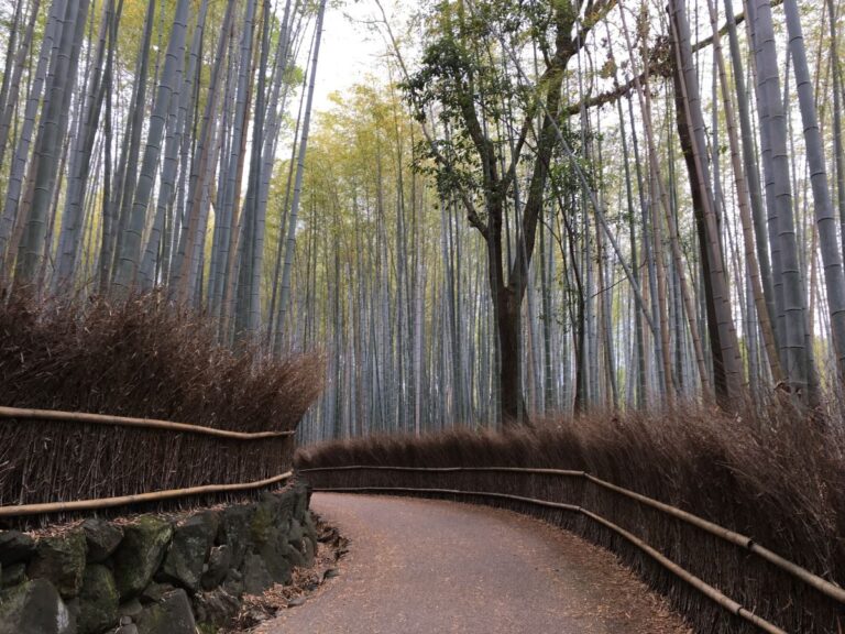 View of the pathway in the Arashiyama Bamboo grove early in the morning