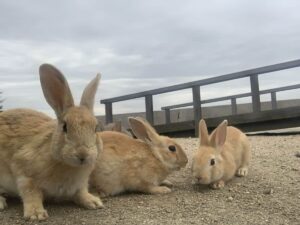 What’s It Like to Visit Japan’s Bunny Island?