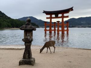 Deer in front of the floating tori gate on Miyajima island, Hiroshima