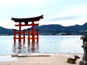 Deer sits in front of the famous floating torii gate in Miyajima