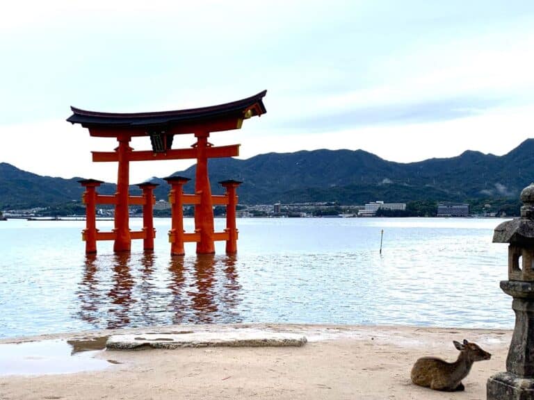 Deer sits in front of the famous floating torii gate in Miyajima
