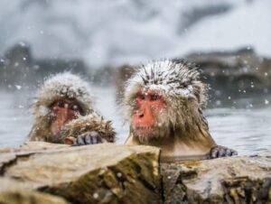 Snow monkeys in hot springs with snow on their head