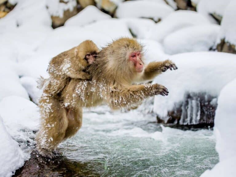 Snow monkey with baby jumps across water