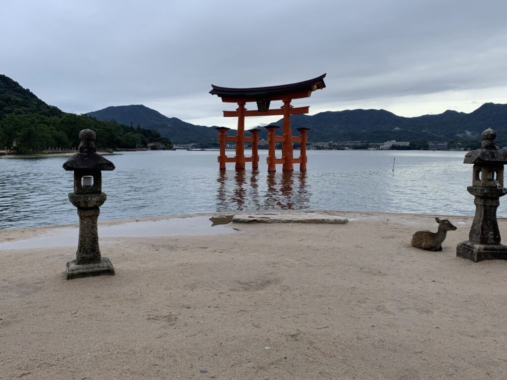 Cute deer sits on the ground by the red floating torii gate