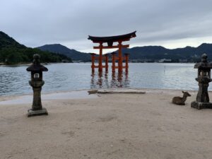 Cute deer sits on ground between two lanterns. The red torii gate of Miyajima is behind it.