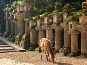 deer in nara stands by the mossy lanterns of Kasuga Taisha in Nara