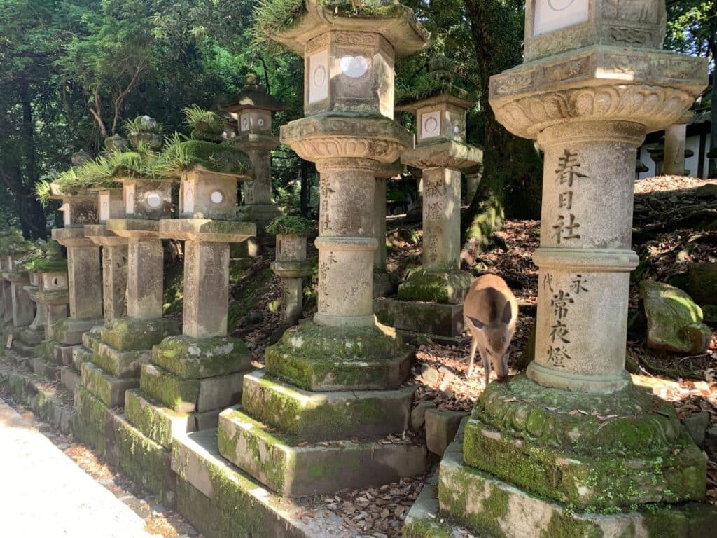 Deer nibbling moss at Kasuga Taisha, Nara