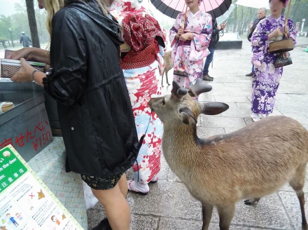 Deer hangs onto the back of my coat while I buy the deer cookies