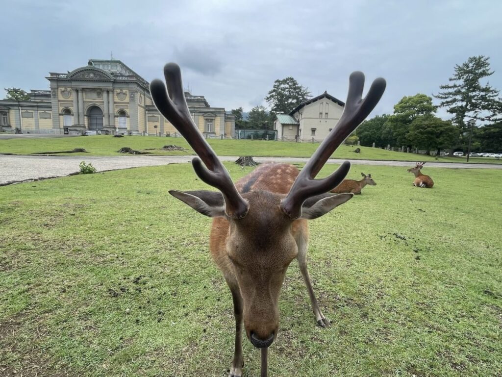 Deer in mid bow in Nara, Japan