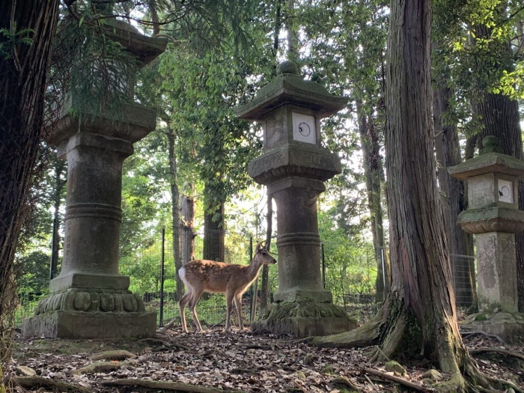 deer stands by a lantern in Kasuga Taisha in Nara