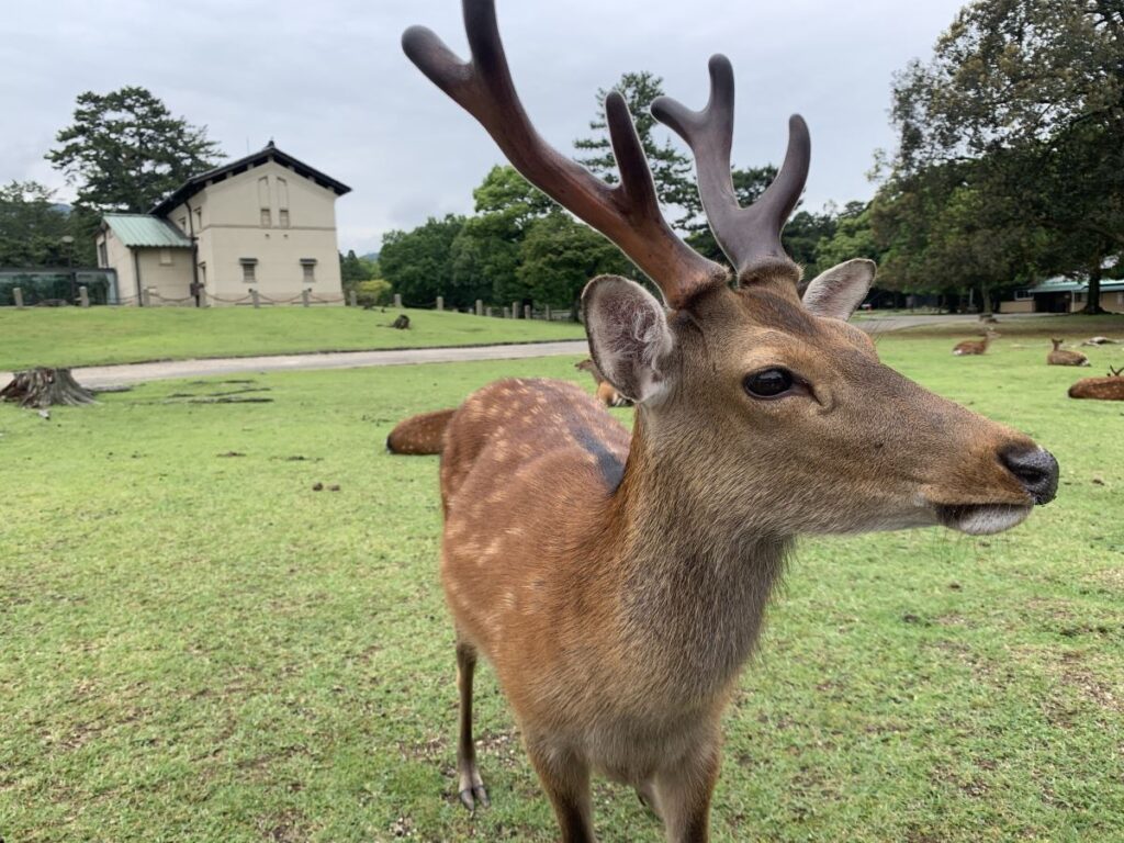 Deer with antlers stands in Nara