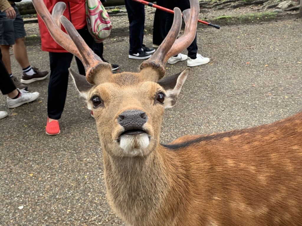 deer is interested in deer cookies in Nara