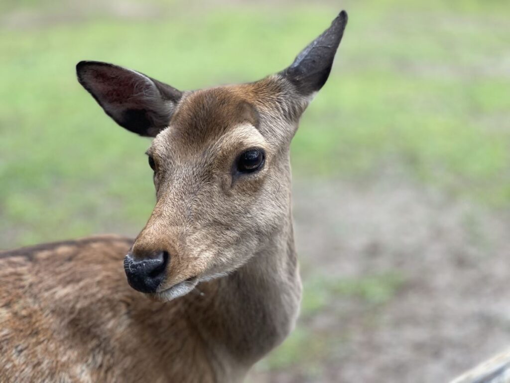 deer in Nara
