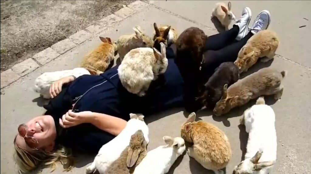Helen from Japlanease covered in rabbits on Okunoshima, Japan