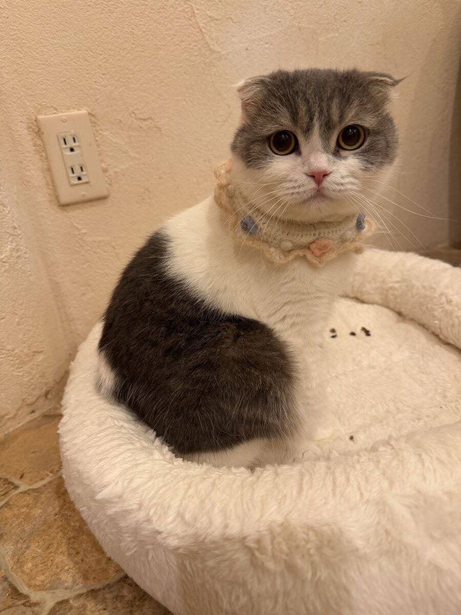 Grey and white Scottish fold (?) cat with a knitted collar sits in a fluffy bed.