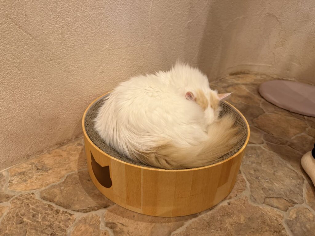 White and ginger fluffy cat sleeps curled up on a round box