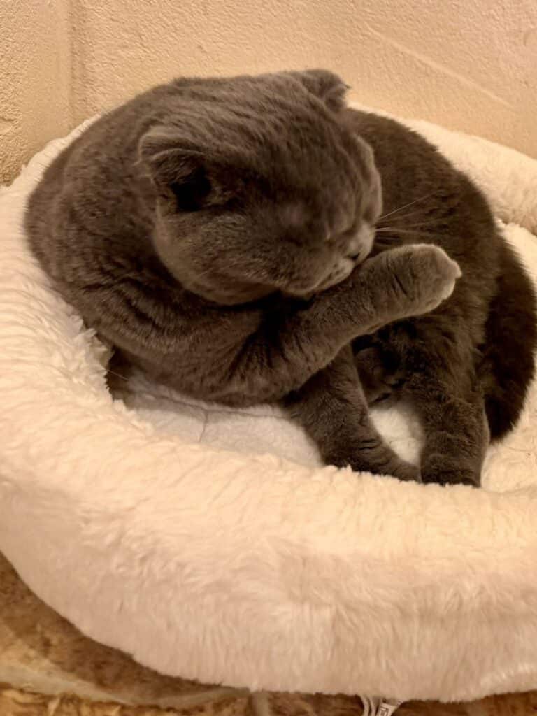 grey cat washes their paws on a fluffy cat bed