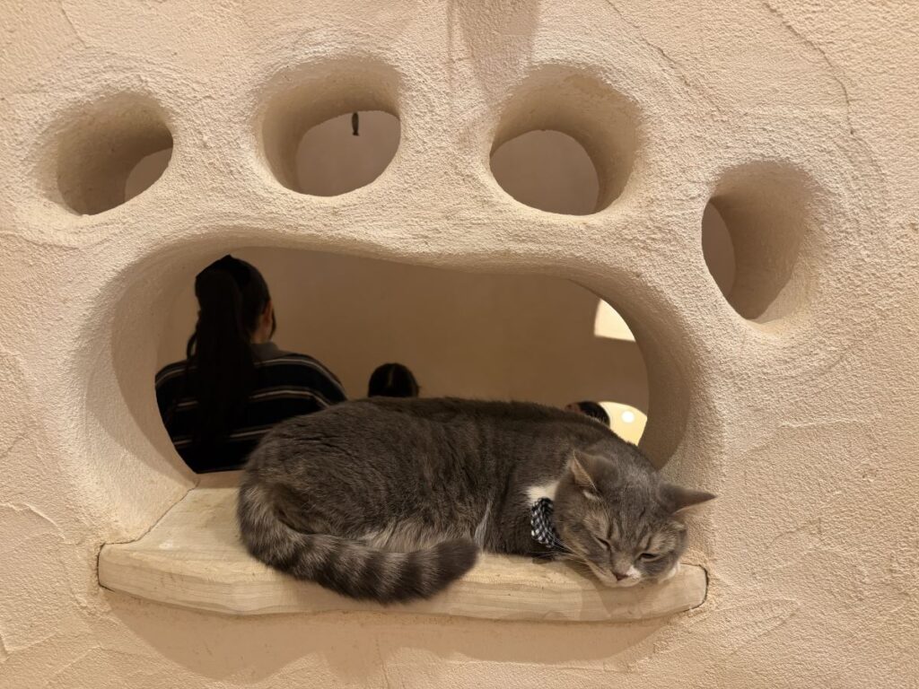 cute grey and white cat with a black and white collar sleeps in a pawprint shaped hole in the wall at the cat cafe in Petit Mura, Tokyo