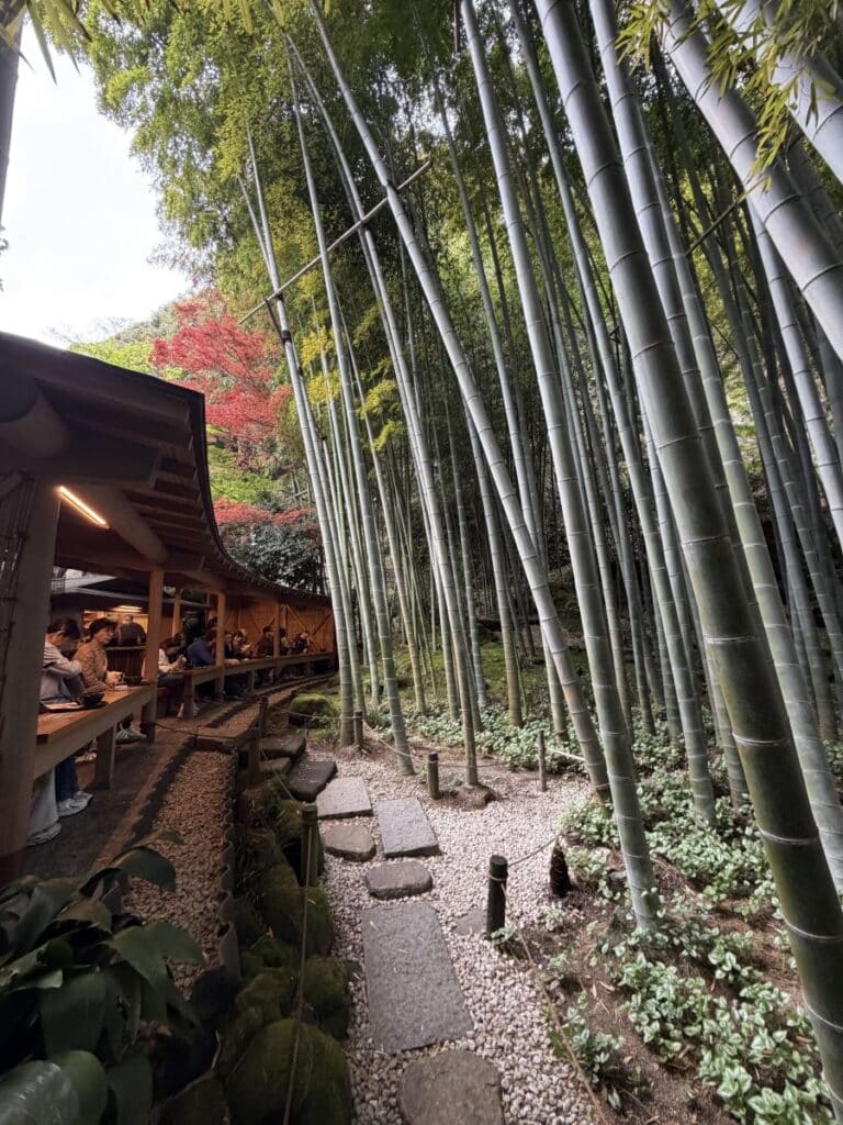 Bamboo forest outside a teahouse in Kamakura