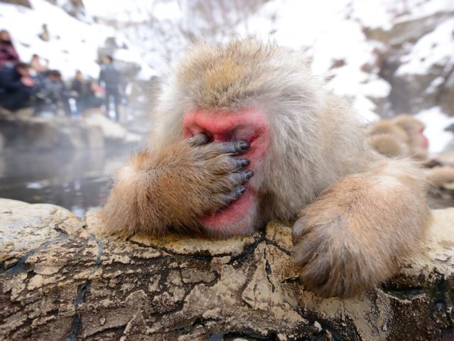 snow monkey with his paw over his face