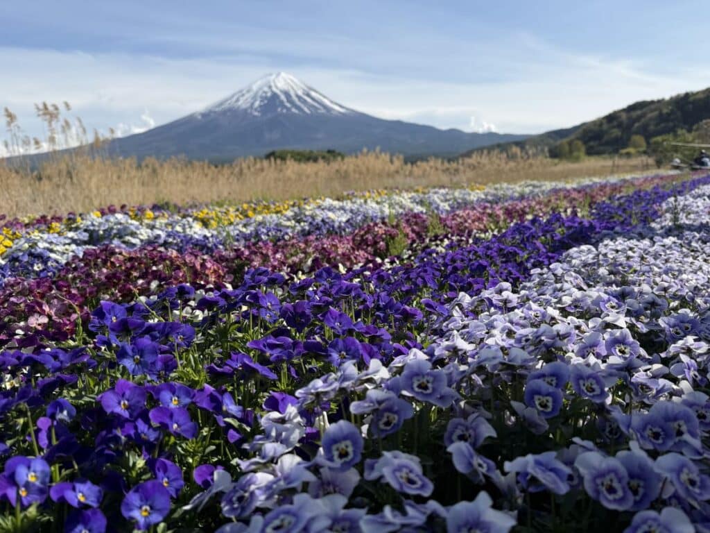 Mount Fuji in the background  rows of flowers at Oishi Flower Park are in the foreground