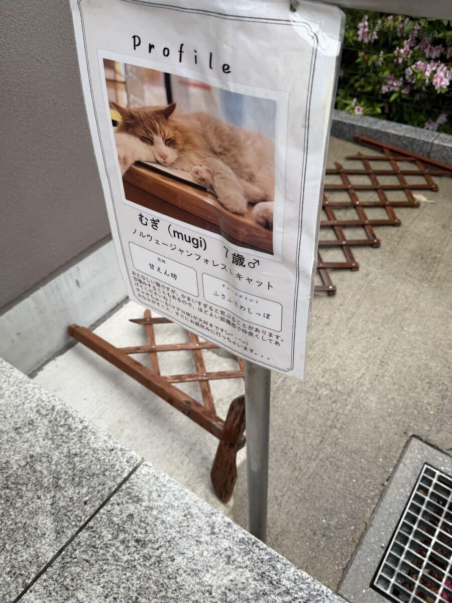 Sign containing a picture of a big fluffy ginger cat asleep. There is a name and information about him in Japanese underneath.