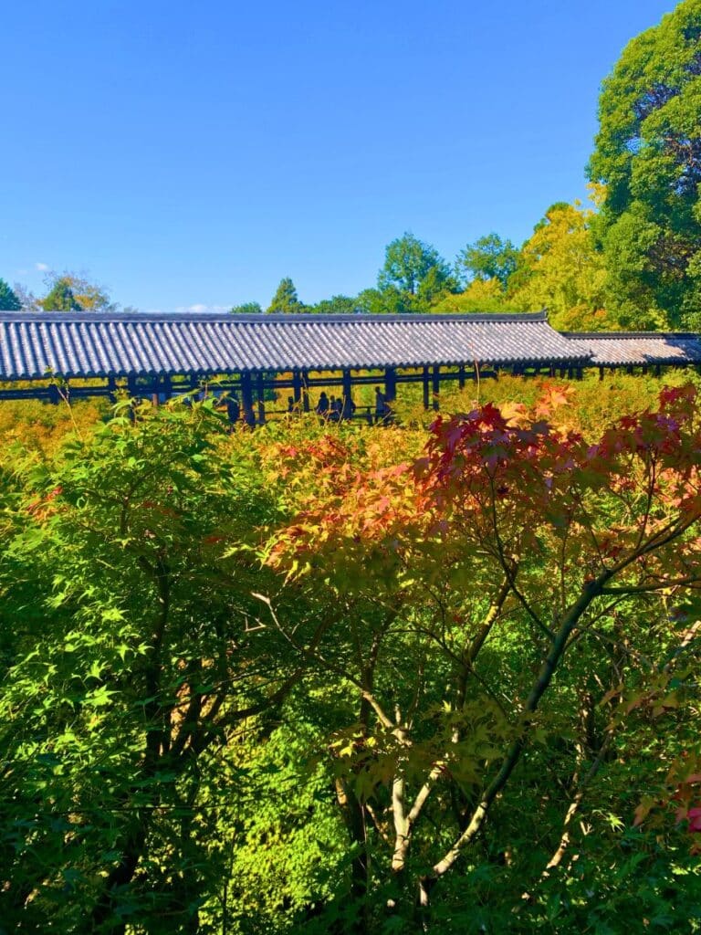 Tsutenbashi bridge in Kyoto with the start of autumn leaves surrounding it