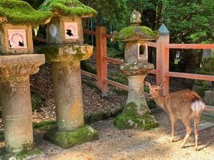 deer by lanterns at Kasuga Taisha