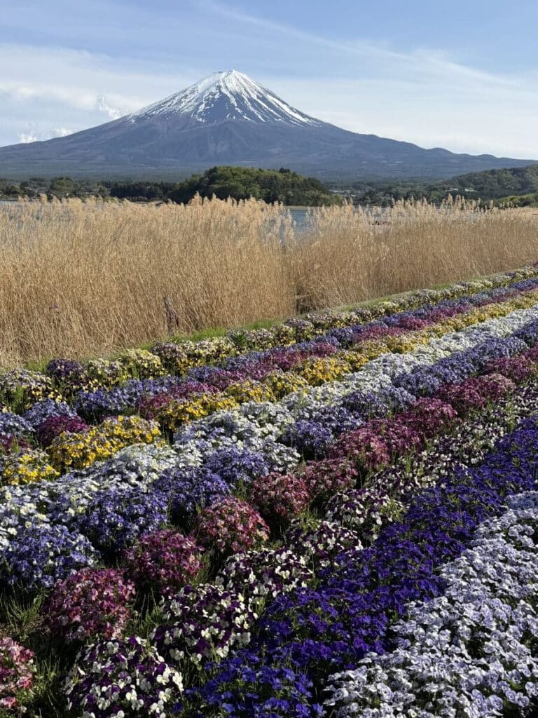 Line of different coloured pansies in front of the lake at Oishi Park in Kawaguchiko.